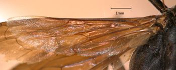 Media type: image;   Entomology 13657 Aspect: Wing hind